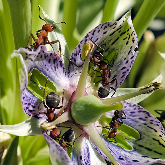 Monument flower ants