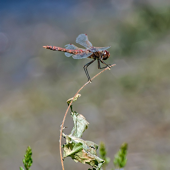 Park Meadowhawk