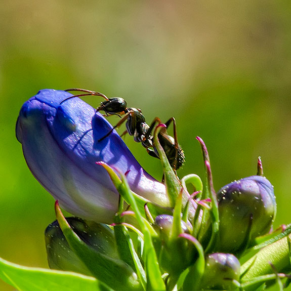 Penstemon Ant