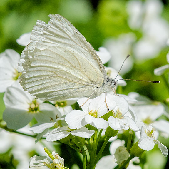 Sulfer butterfly