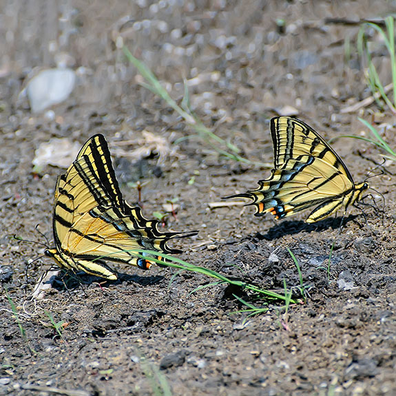 Swallowtails