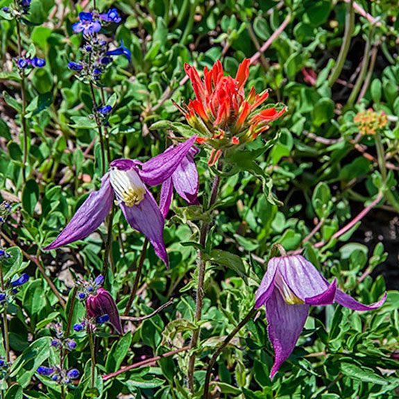 Paintbrush + Clematus