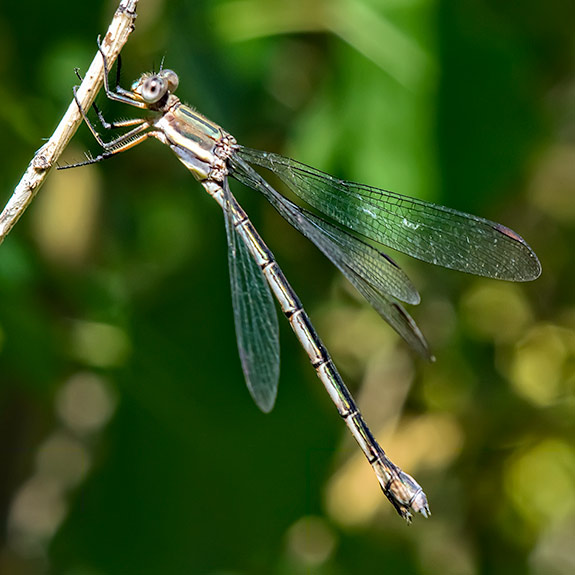 great-spreadwing