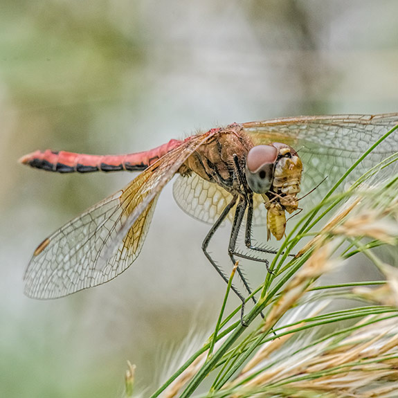 meadowhawk-lunch