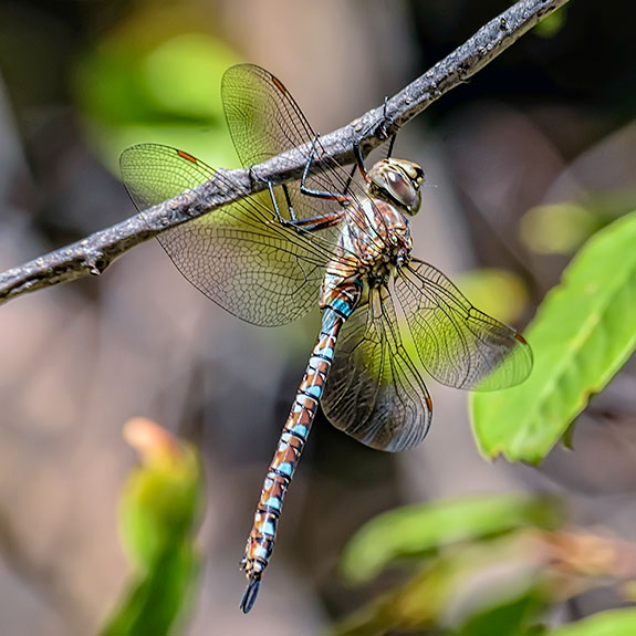 paddletail-darner