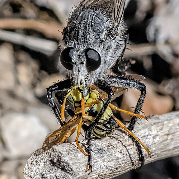 robber-fly