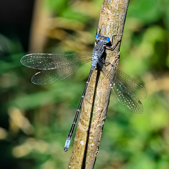 spotted-spreadwing