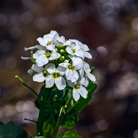 Heartleaf Watercress