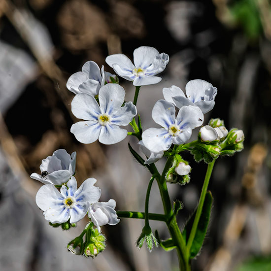 Pale Stickseed