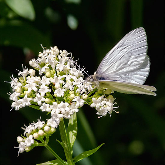 Parsnip Butterfly