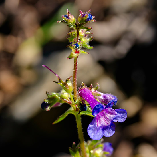 Rain on Penstemon