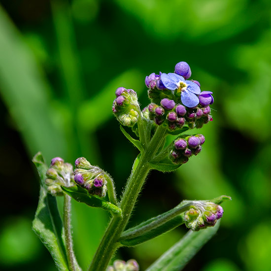 Forget Me Nots