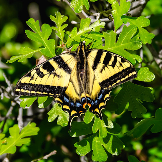 Swallowtail