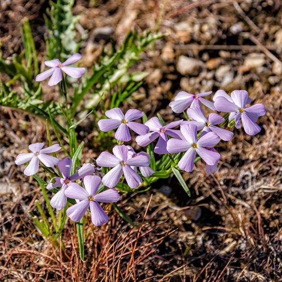 Carpet Phlox