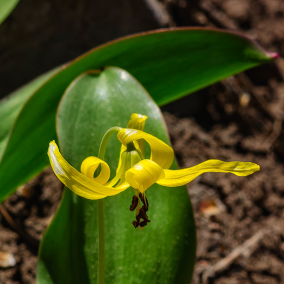 Glacier Lily