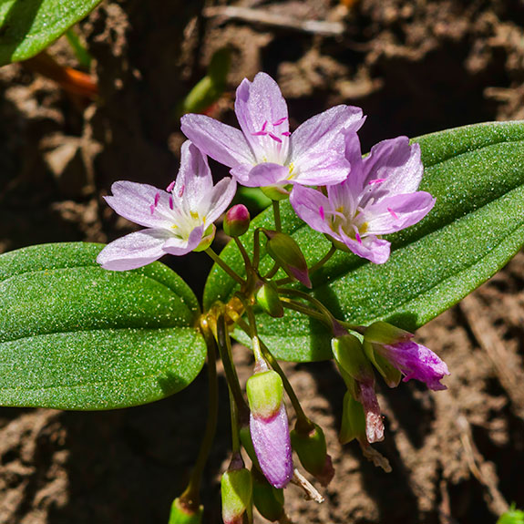 Spring Beauty