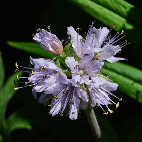 Waterleaf