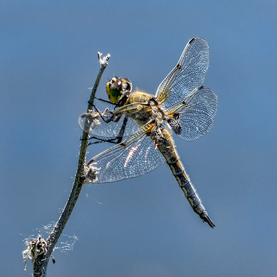 Four Spot Skimmer