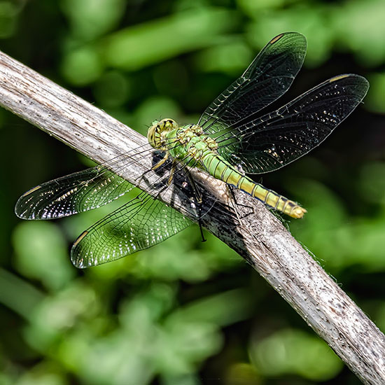 Western Pondhawk(female)