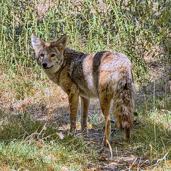 coyote