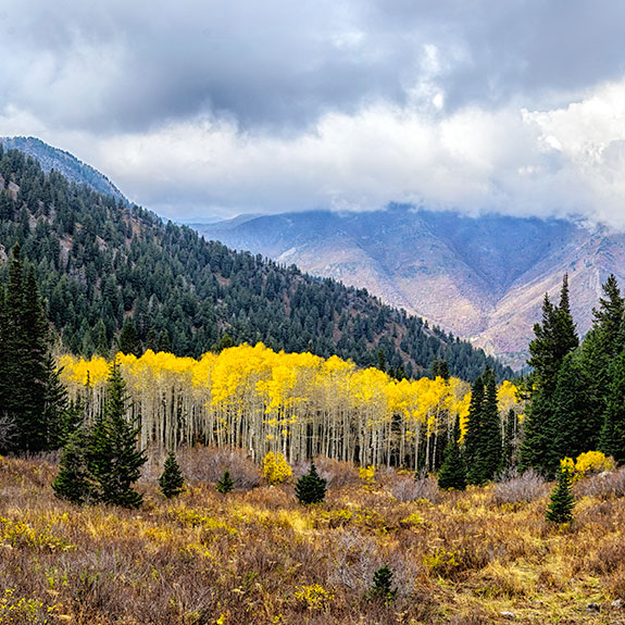 aspens