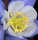 blue_columbine_zoom