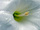 stamen_2