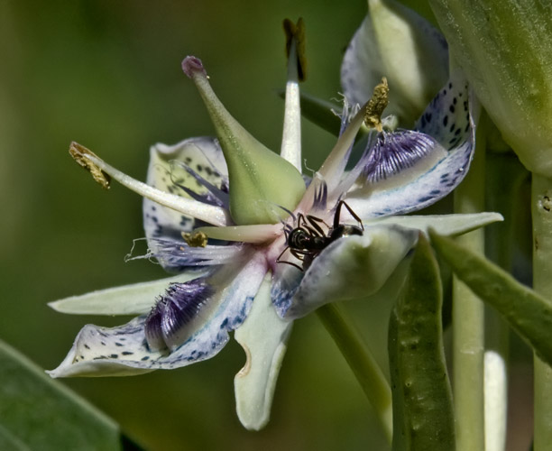 ant-monument