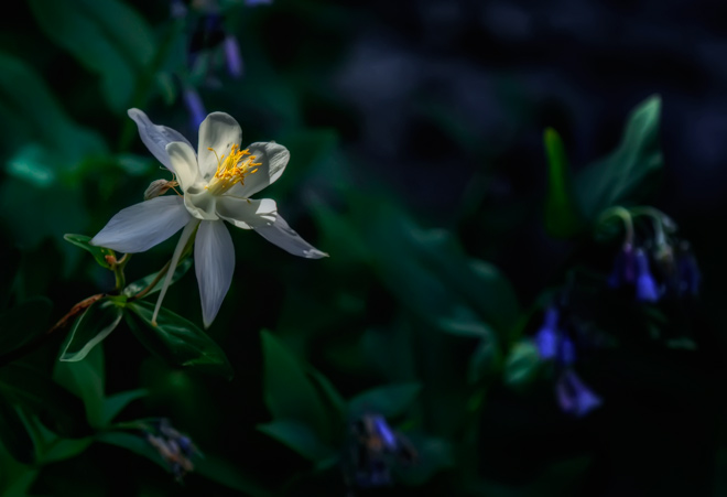 star-columbine