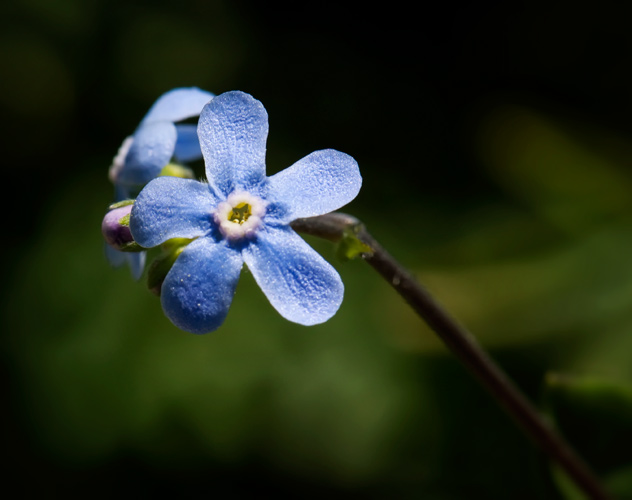 stickseed