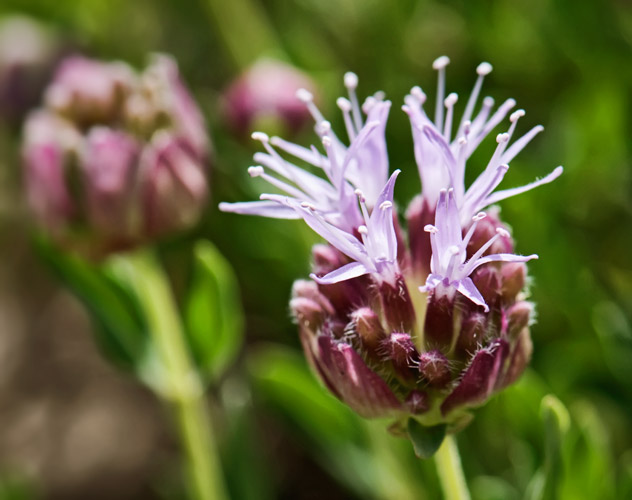 stonecrop