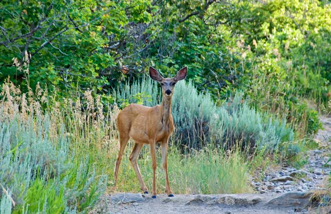 trailhead-doe