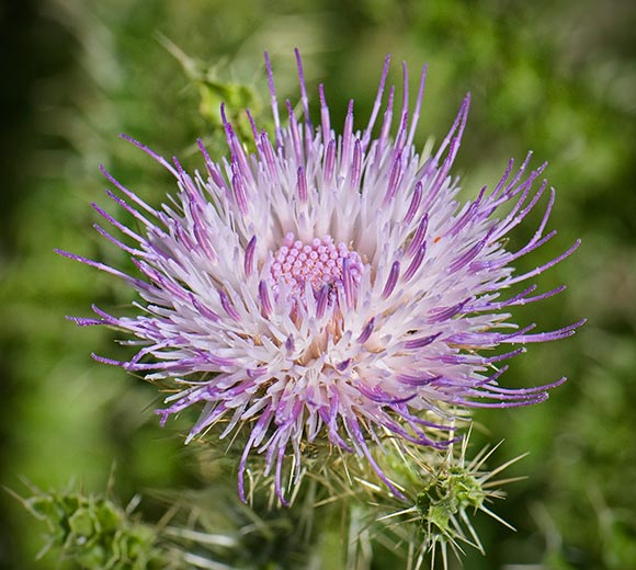 alta-thistle