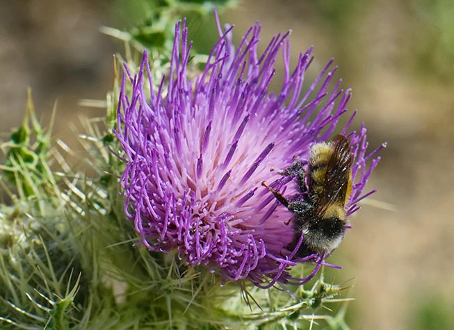 alta-thistle1