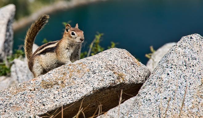 chipmunk