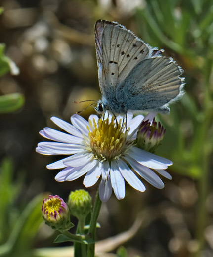 daisy-butterfly