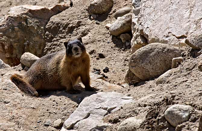 marmot