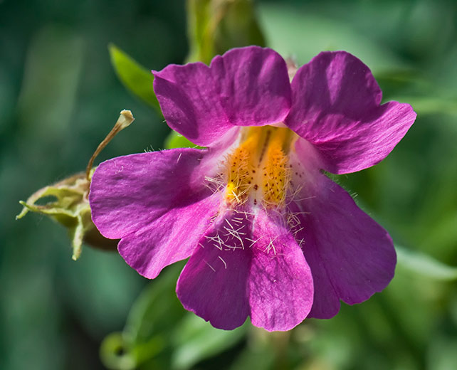 pink-monkey-flower