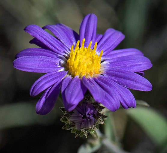 purple-daisy