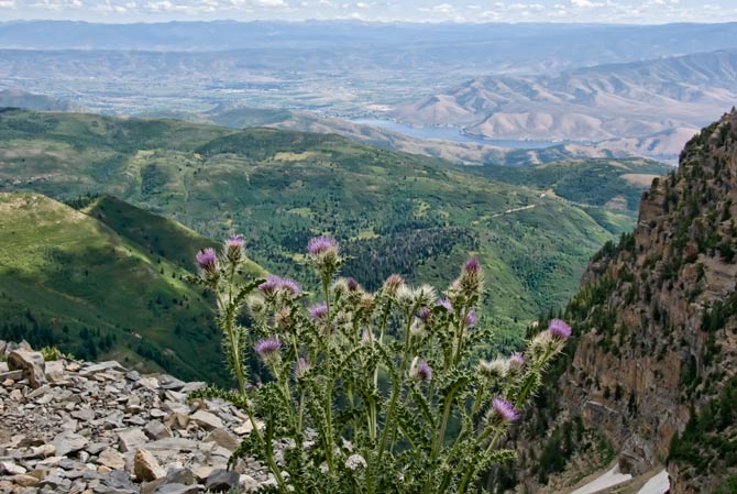 deer-thistle