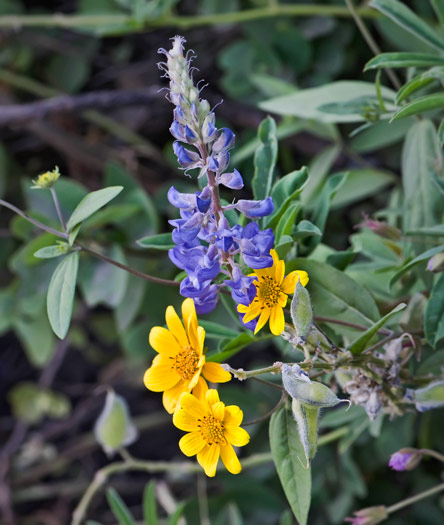 little-lupine