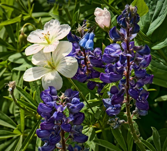 rich-lupine