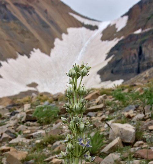 snowfield-monument