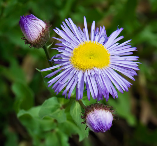 daisies