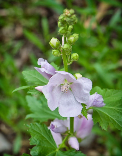 hollyhock