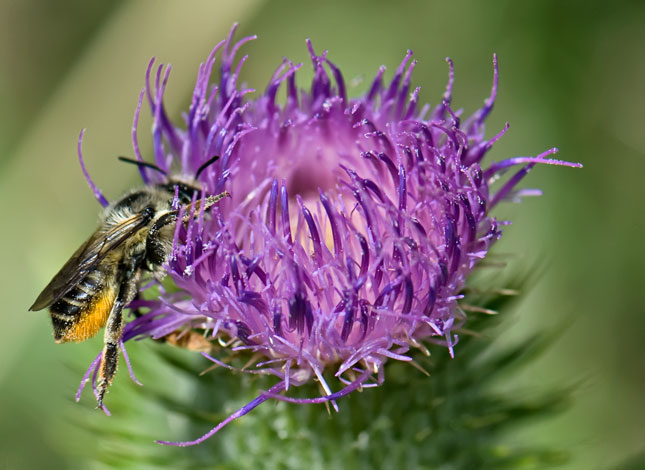 honey-thistle