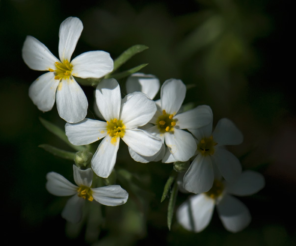 little-phlox