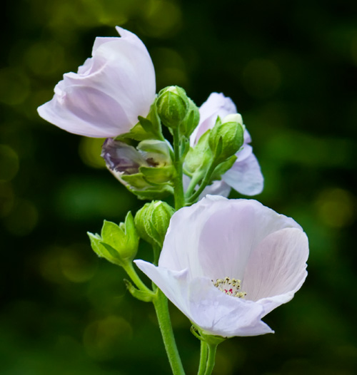 globemallow