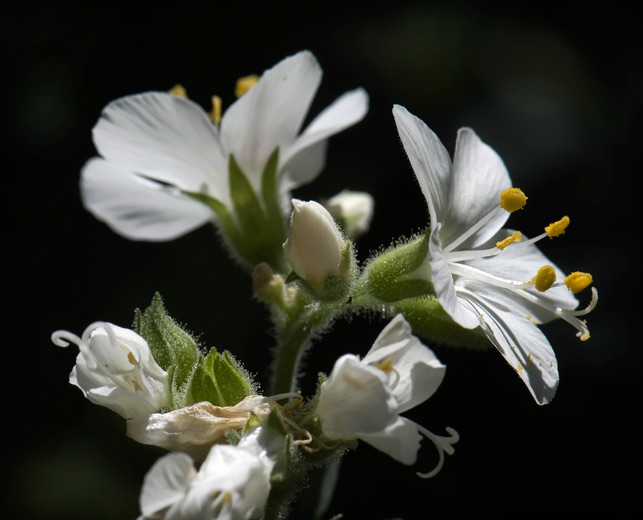 jacobs-phlox