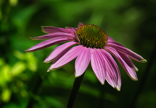 cone-flower